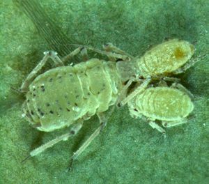 Brevicoryne brassicae (1).jpg
