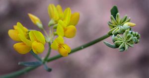 Coronillajuncea6.jpg