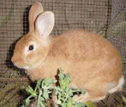 Cria de conejo.jpg