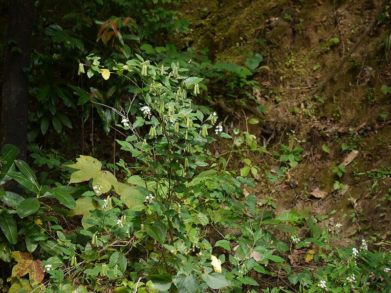 Archivo:Crotalaria heyneana 1.jpg