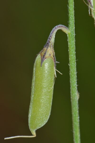 Archivo:Crotalaria leprieurii 3.jpg