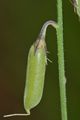Crotalaria leprieurii 3.jpg