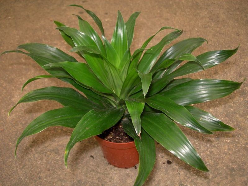 Archivo:Dracaena compacta joven-830x623.jpg