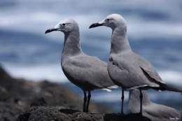 Gaviota Garuma.jpg