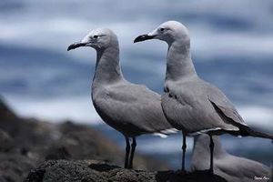 Gaviota Garuma.jpg
