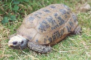 Indotestudo elongata 1.jpg