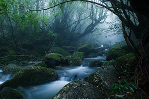 Isla-yakushima.jpg