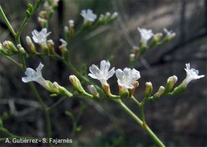 Limonium tabernense.jpg