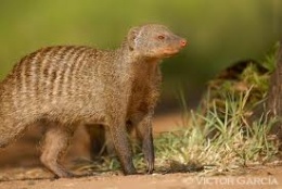 Mangosta rayada.jpeg