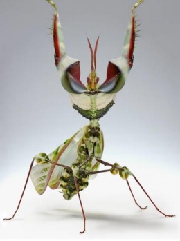 Mantis flor del diablo.JPG