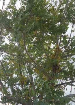 Manzana Lora.jpg