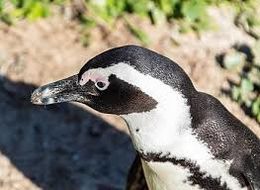Pingüino demersuse.jpg