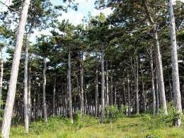 Pinus nigra.jpg