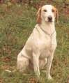 Miniatura de la versión del 14:57 20 sep 2011