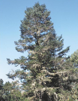 Abies hickelii.png
