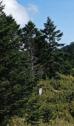 Abies kawakamii.jpg