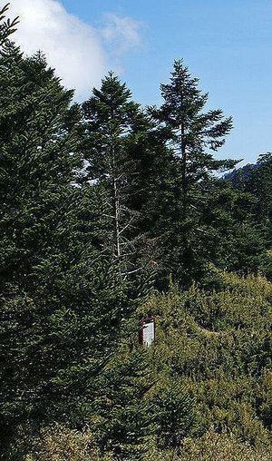 Abies kawakamii.jpg