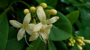 Aegiphila fluminensis.jpg