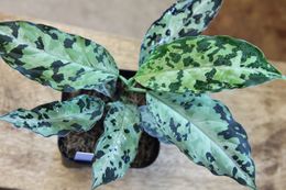 Aglaonema pictum .jpg