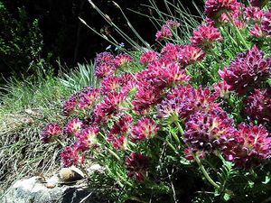 Anthyllis montana.JPG