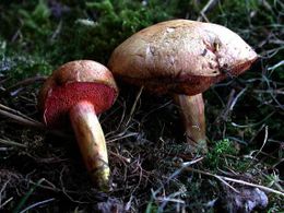 Chalciporus amarellus.jpg