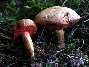 Chalciporus amarellus.jpg