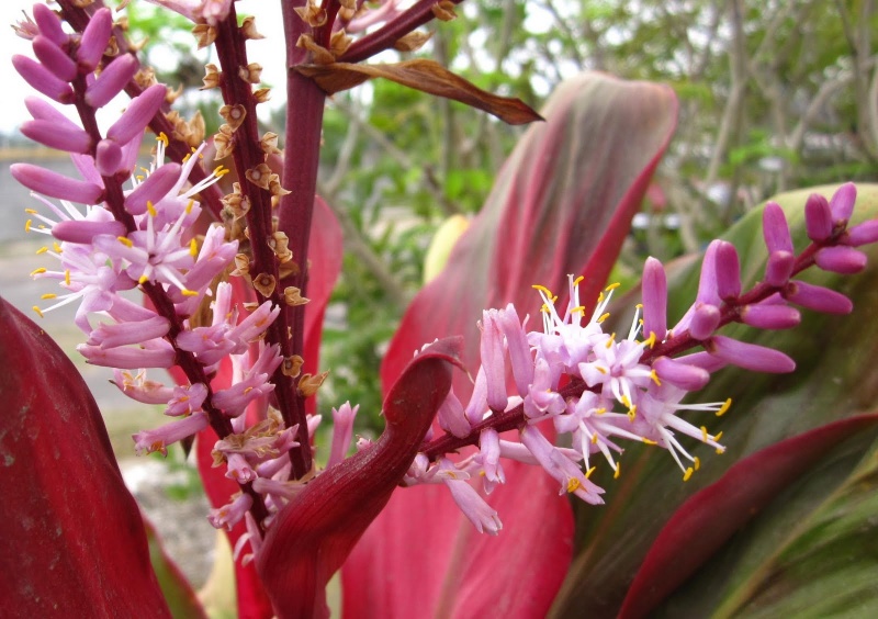 Archivo:Cordyline rubra1.JPG