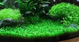 Glossostigma elatinoides.jpeg