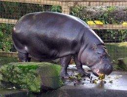 Hipopotamo-pigmeo.jpg