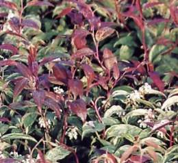 Leucothoe fontanesiana raimbow.jpg