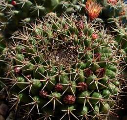 Mammillaria Bocensis.jpg