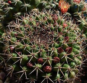 Mammillaria Bocensis.jpg