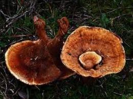 Onnia tomentosaa.jpg