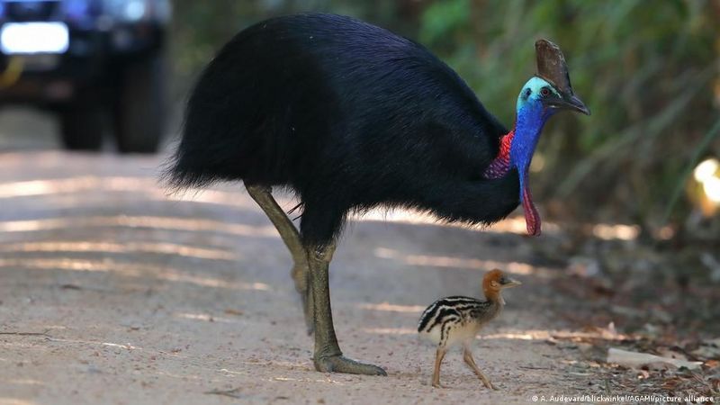 Archivo:10 aves que dan miedogf.jpg