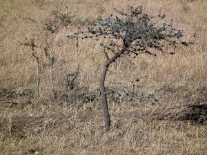 Acacia drepanolobium.jpg