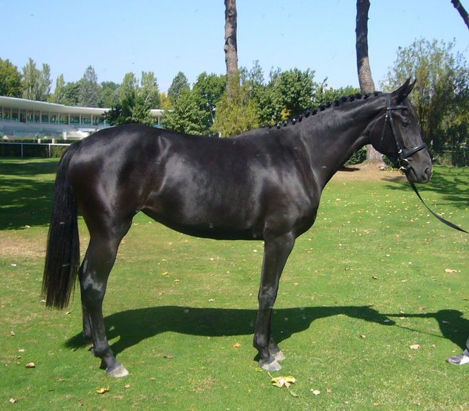 Archivo:Caballo hannoveriano.jpg