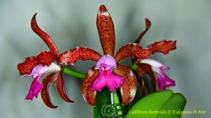 Cattleya leopoldi.JPG