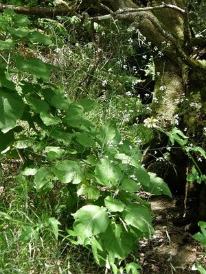 Crambe feuilleei.jpg