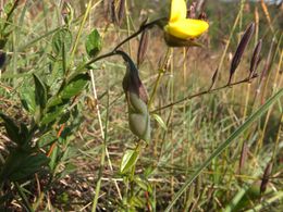 Crotalaria alata.jpg