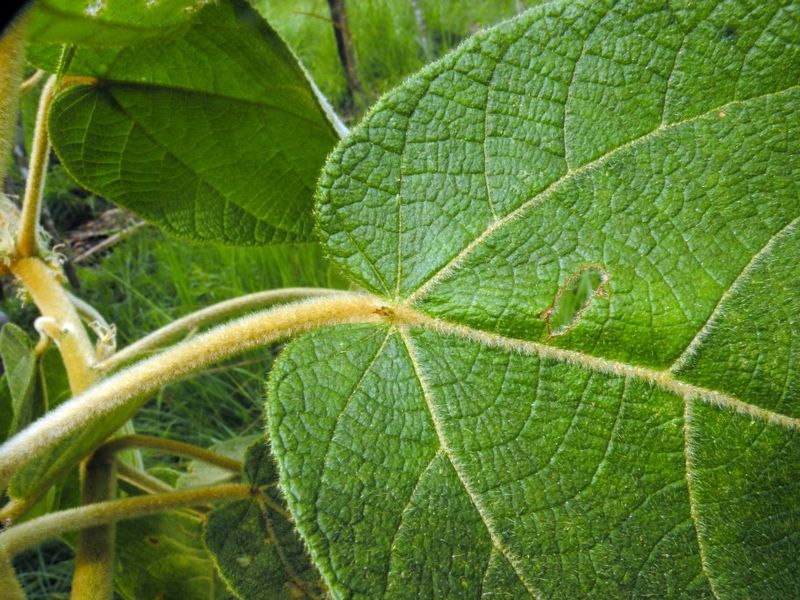 Archivo:Croton perspeciosus 2.jpg