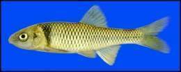 Cyprinella proserpina.jpg
