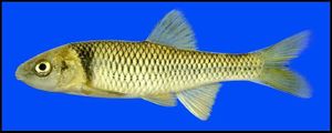 Cyprinella proserpina.jpg