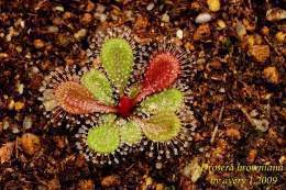 Drosera browniana.jpg