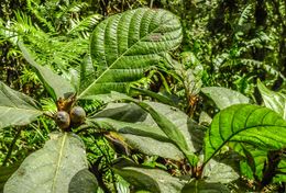 Ficus carpenteriana.jpg