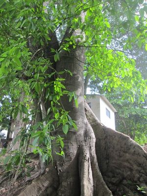 Ficus maxima.jpg