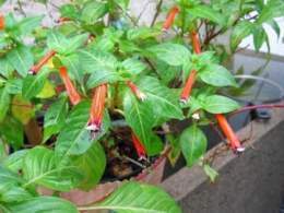 Flor del tabaco.jpg
