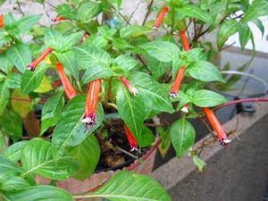 Flor del tabaco.jpg