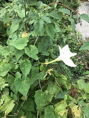 Ipomoea tastensis.jpg