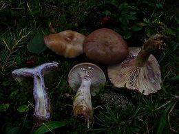 Lactarius uvidus.jpg