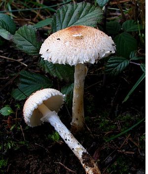 Lepiota clypeolaria.jpg